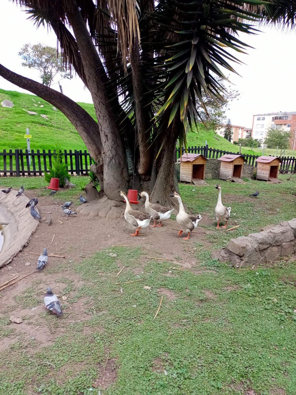 Gansos y palomas en el área de granja del parque durante las Vacaciones Recreativas, Fundación Rosas del Carmelo